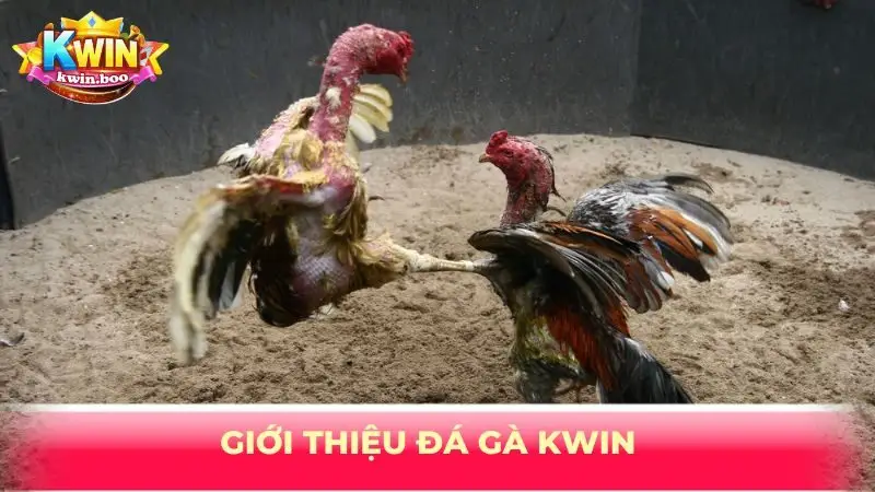 Giới thiệu đá gà KWIN
